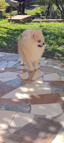 Maravilho macho de spitz alemão
