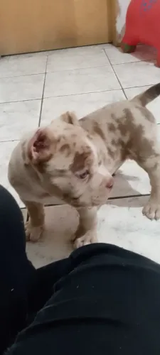 Cachorra fêmea