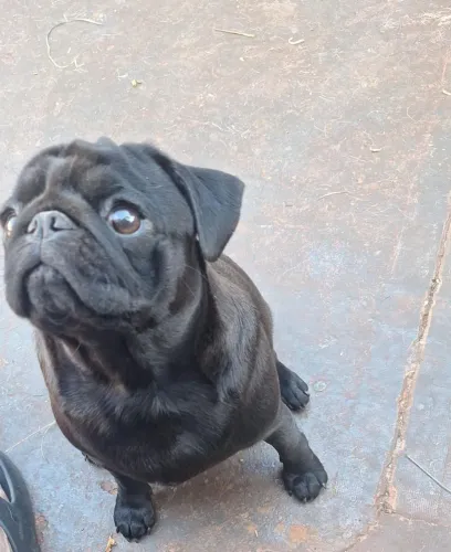 Pug fêmea procura namoradinho