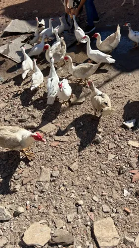 Vendo patos no precinho 