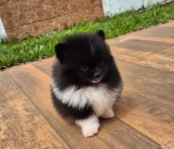 Spitz alemão macho com pedigree cbkc Parcelamento sem juros