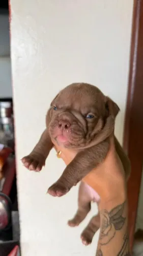 Filhote American Bully ( Macho)