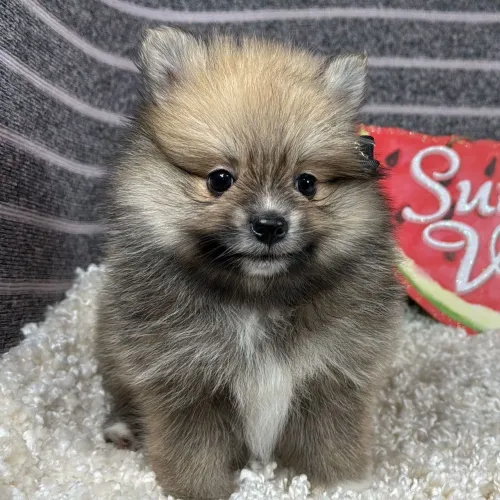 Lulu Da Pomerania | Pelagem incrível