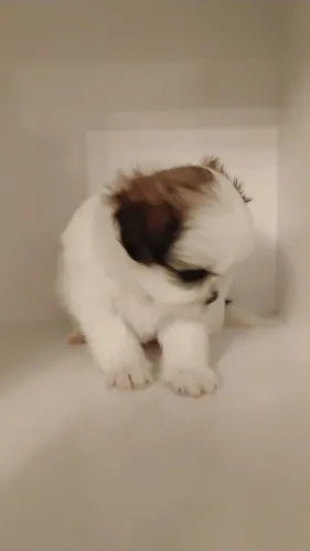 Shitzu