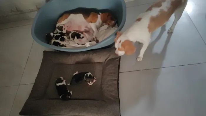 Filhotes de mini Beagle
