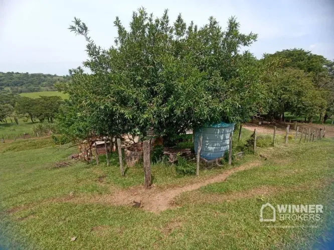 Sítio à venda, 302500 m² por R$ 1.750.000,00 - Zona Rural - Assaí/PR