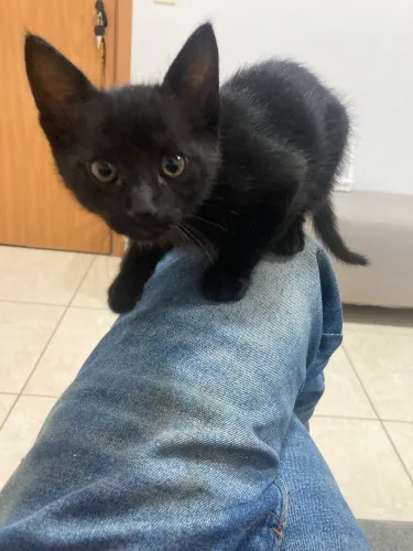 Doação de Gatinhas