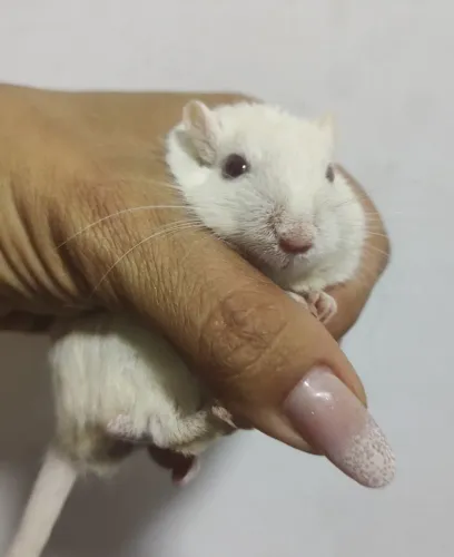 GERBIL / ESQUILO 