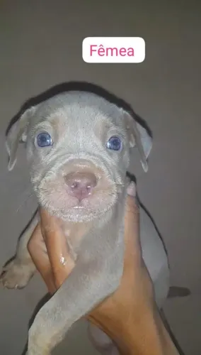Pitbull