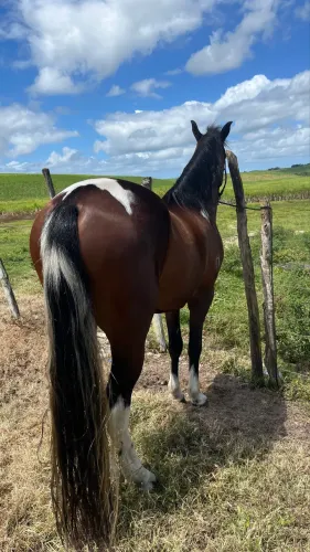 Cavalo mangalarga marchador