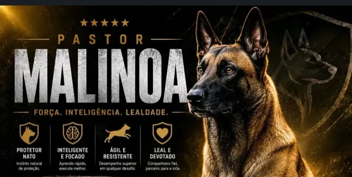 Filhotes de pastor belga malinoa puros  