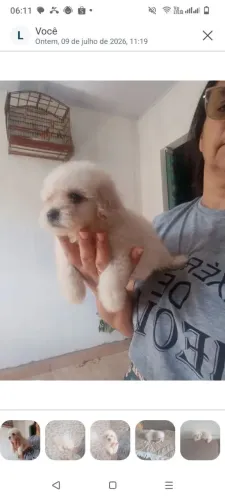 Vende se fêmia 600