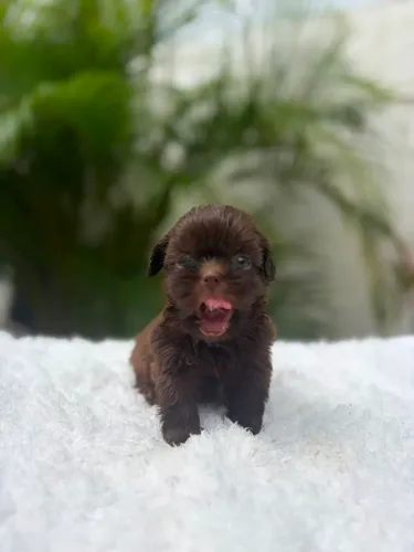 Shih tzu macho chocolate 