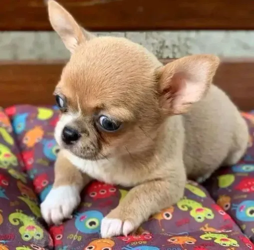 Chihuahua ideal para apartamentos