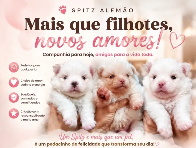 Filhotes Spitz alemão 