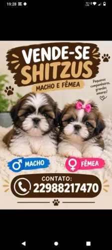 Vendo Filhotes de Shitzu