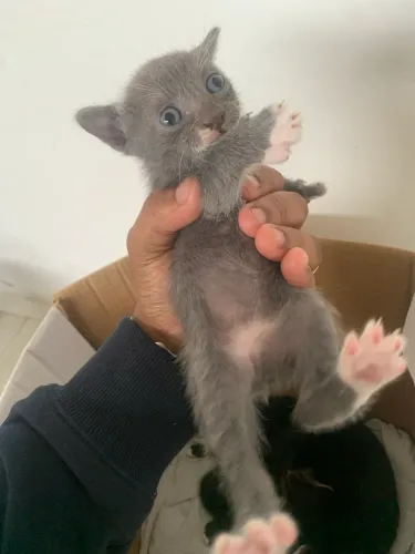 Doação de gatinhos