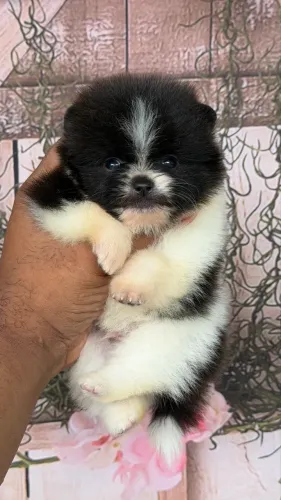 Filhotes de Spitz Alemão C/ PEDIGREE