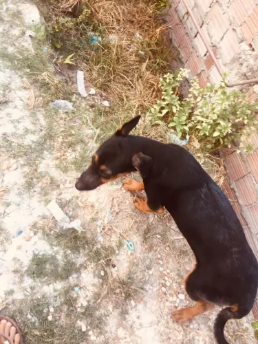Doação de cachorro