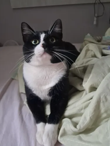 Doa-se gatinho