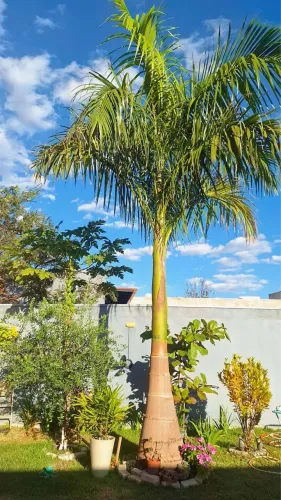 Palmeira Imperial 6 metros 