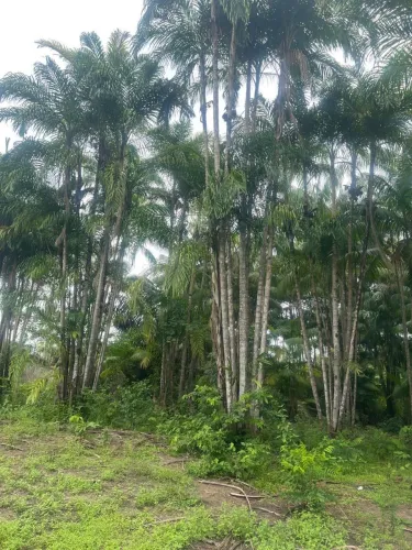 Vendo terreno com plantação de açai