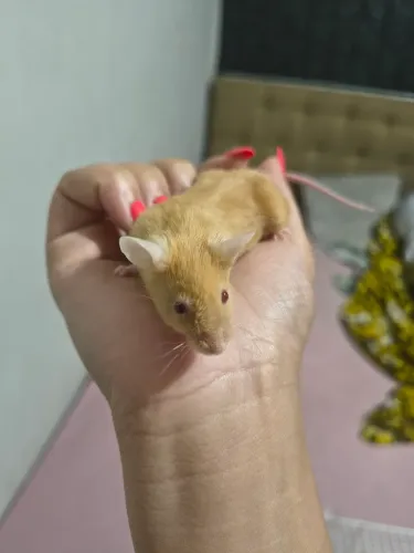 RATINHO RUIVO FÊMEA 