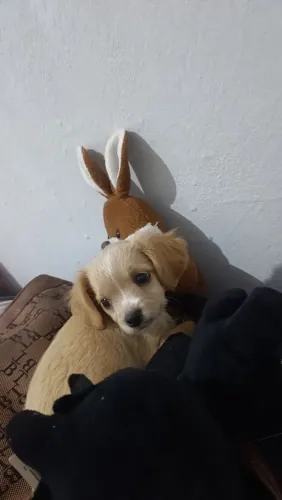 Doação Cachorrinha Fêmea 2 meses