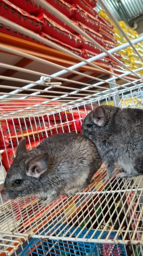 Chinchila