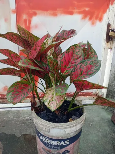 Planta Aglaonema