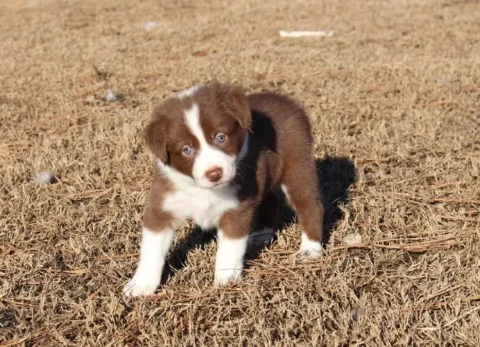 Filhotes de Border Collie | O companheiro ideal para dias felizes.