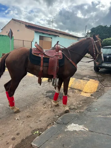 Égua manga larga paulista