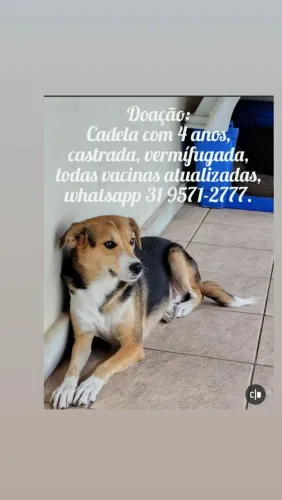 Doação de uma cadela