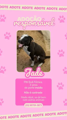 Doa-se PittBull fêmea 4 anos