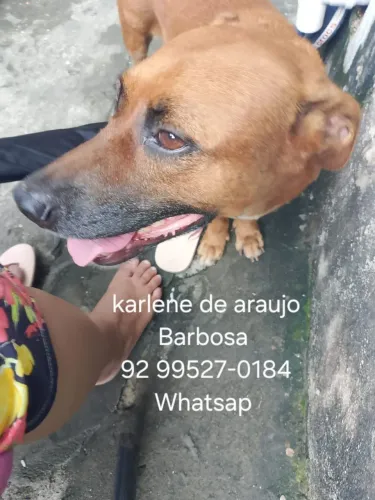 Adoção de cachorro 