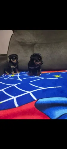 Pinscher