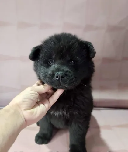 Filhote de Chow Chow o ursinho mais fofo que você vai encontrar 