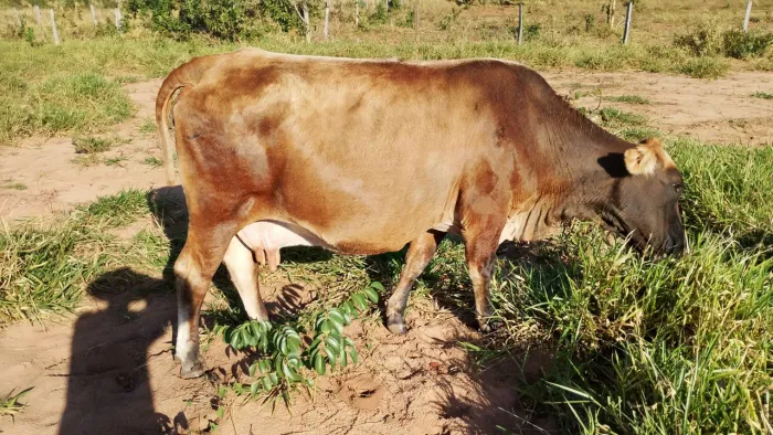 Vaca leiteira prenha 4.500,00