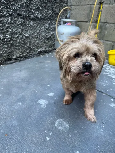 DOAÇÃO LHASA APSO MACHO