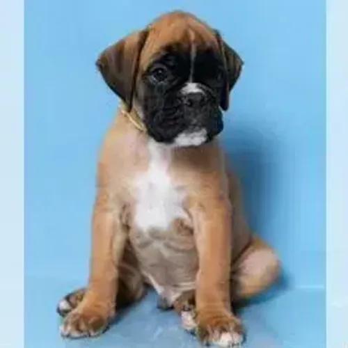 Boxer,Boxer Filhote Vacinado e Vermifugado