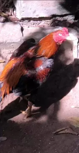 Galo é galinha de raça no preço pra vender logo 