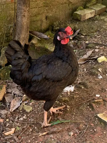 Vendo galinha