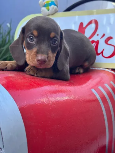 Dachshund chocolate 