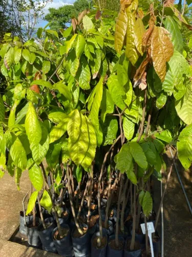 Muda de cacau