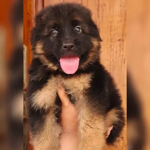 Filhotes de Pastor Alemão | Felicidade de quatro patas.