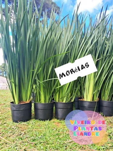 Mudas de Moréias - Plantas para Jardim