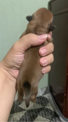 Shitzu fêmea chocolate 