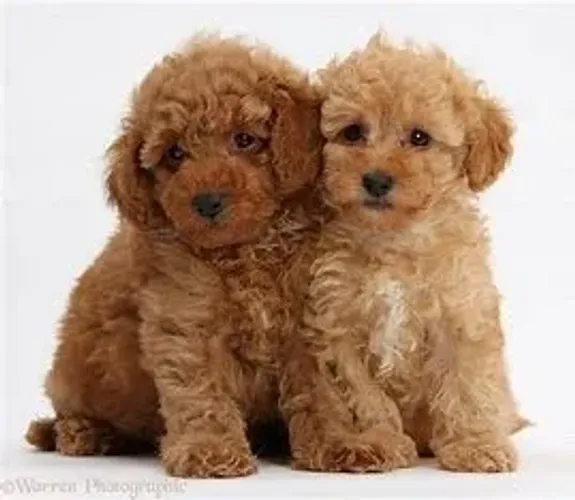 poodle macho e femea caramelos