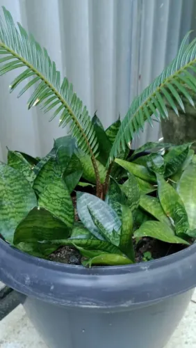 Planta Ornamental Linda Para Sua Casa