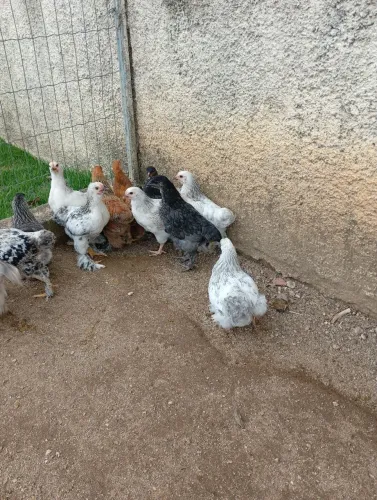 Pintinhos com 45 dias , raça Brahma